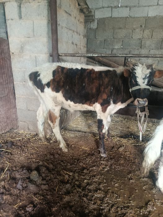 Буқалар сатылады