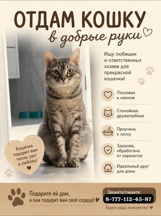 Отдам даром кошку