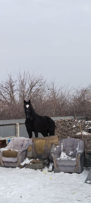 3 Жасар байтал сатылады