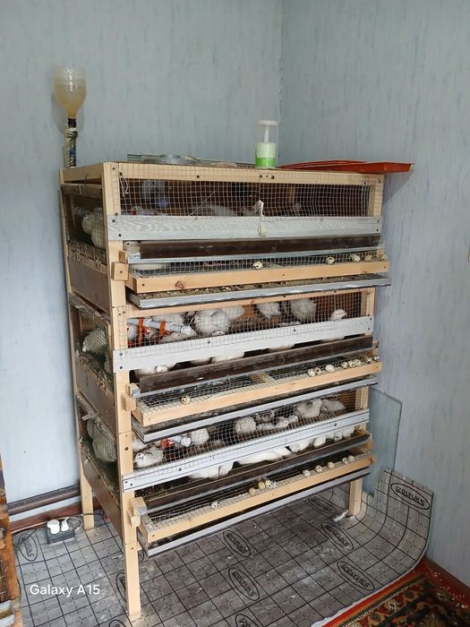 Beliy gigant bedana Inkubatsion tuxum va jo'jasiga zakaz olamiz