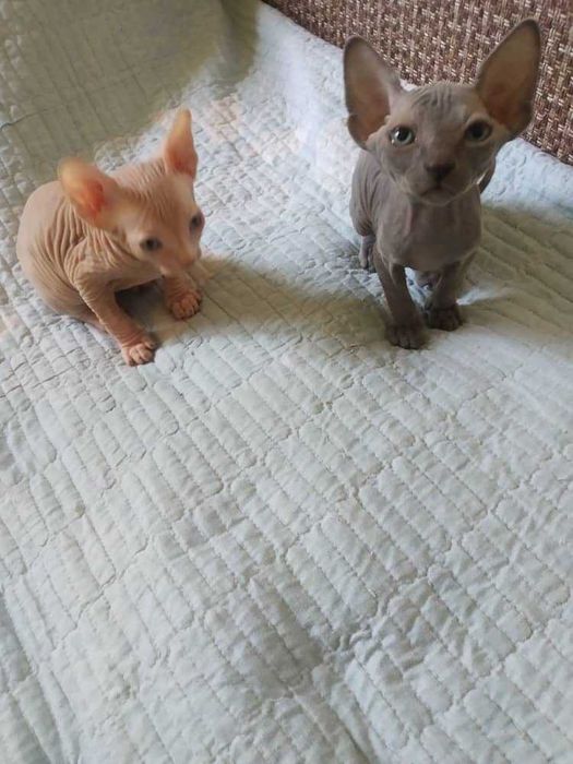 Котята канадский сфинкс