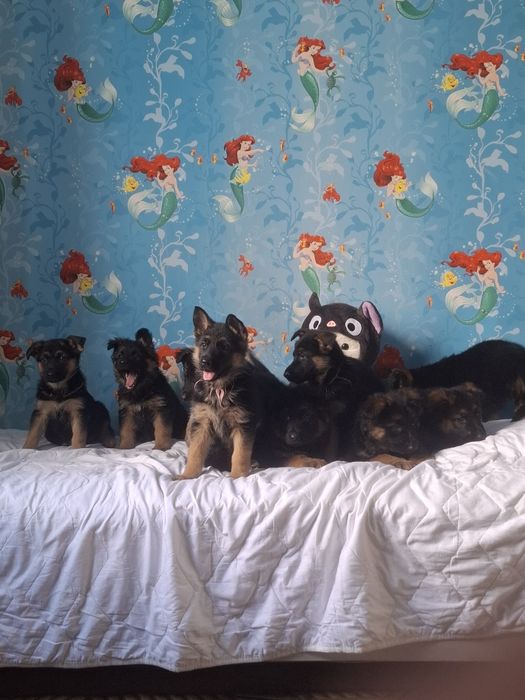 Немецкий щенки овчарки