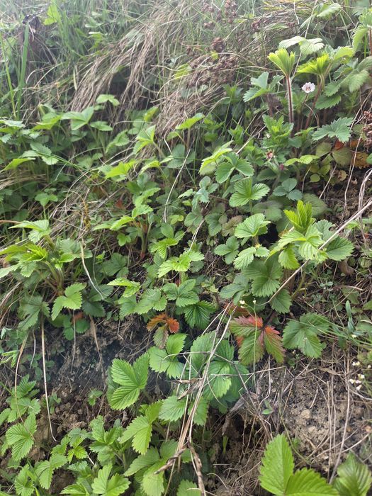 Stoloni fragi de pădure