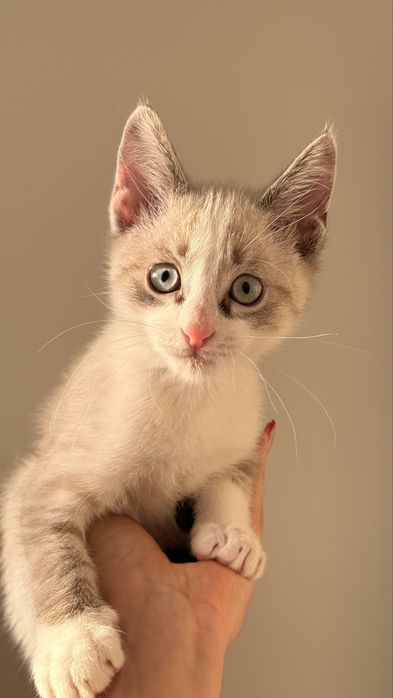 отдам котенка в хорошие руки!