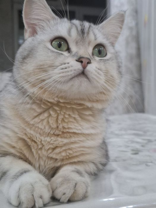 Mushuk sotiladi oʻgʻil bola mushuk