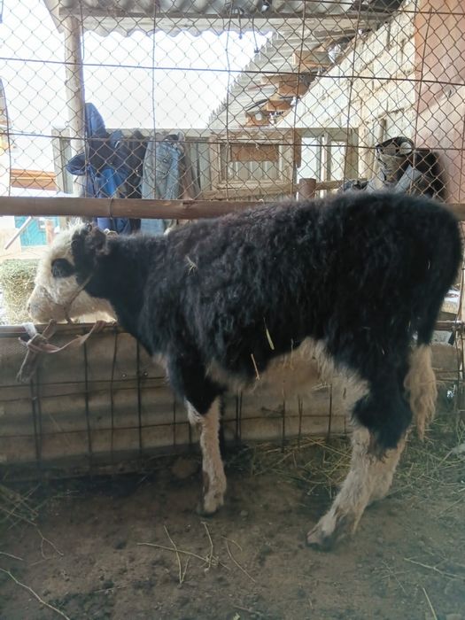 Бұқа сатылады. Продам бычка.