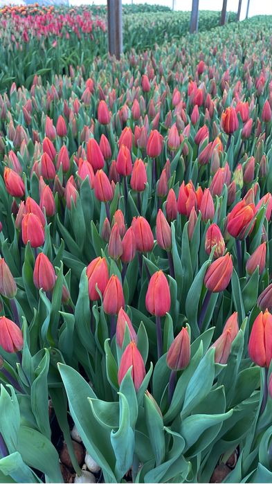 Тюльпаны Голландия