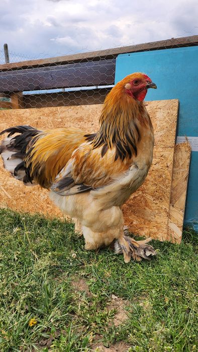 Cocoș Brahma vârstă de 6 luni