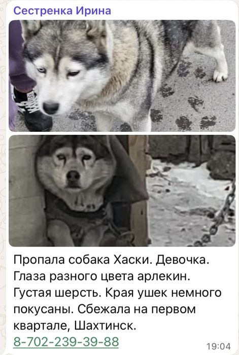 Пропала собака г. Шахтинск, собака хаски