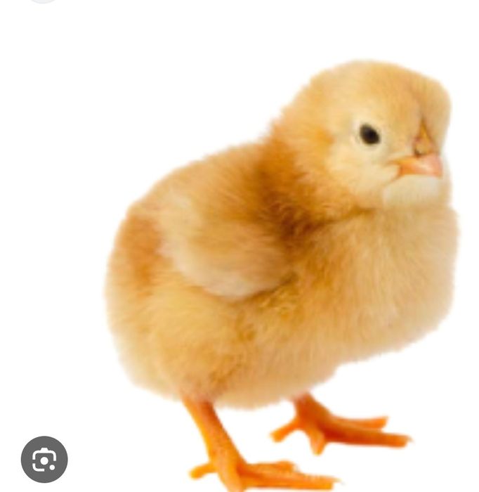 Pui de o zi super preț