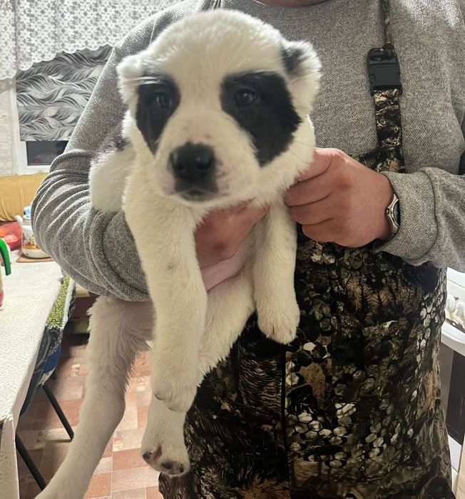 Продам щенков Алабая