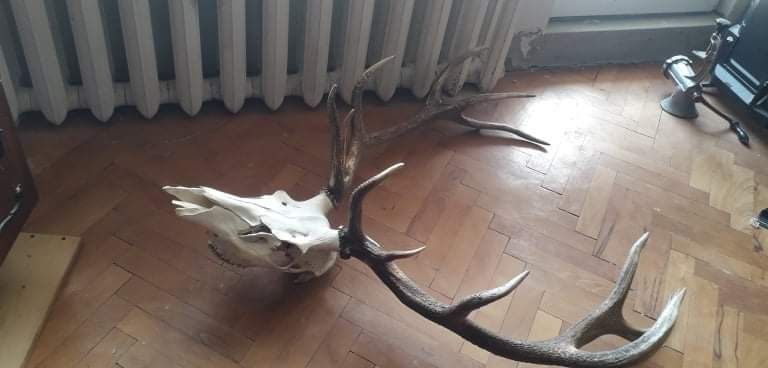 Еленски трофей глава с рога