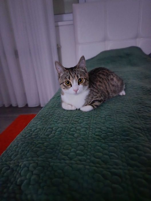 Отдам бесплатно котенка