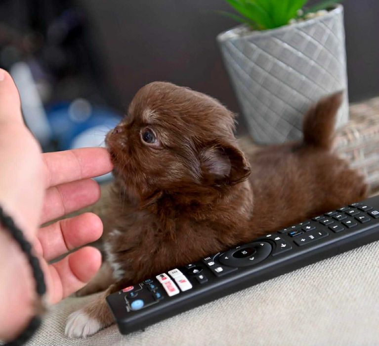 Мъжко дългокосместо миниатюрно шоколадов тен чихуахуа