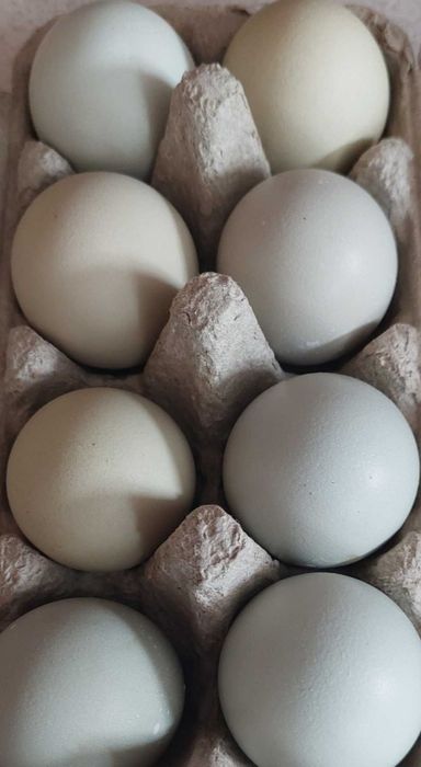 Ouă verzi și albastre de la găini Araucana și Ameraucana.