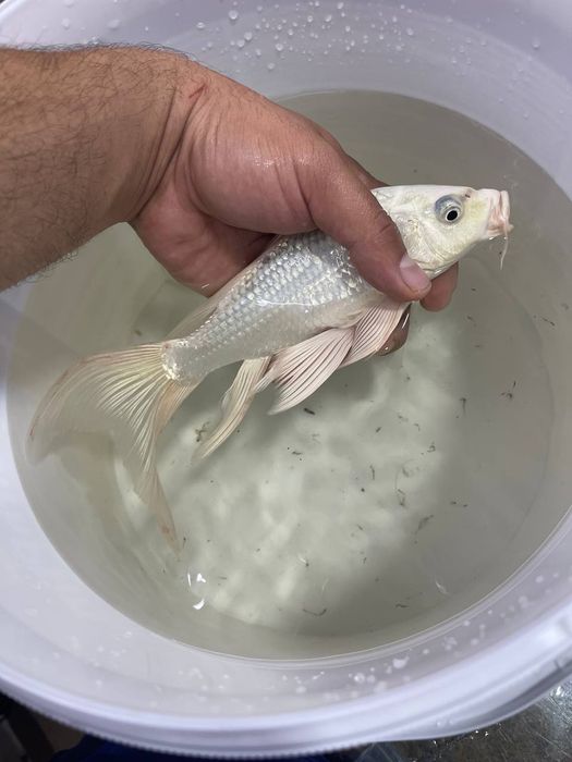 Akvarum va baliq magazin