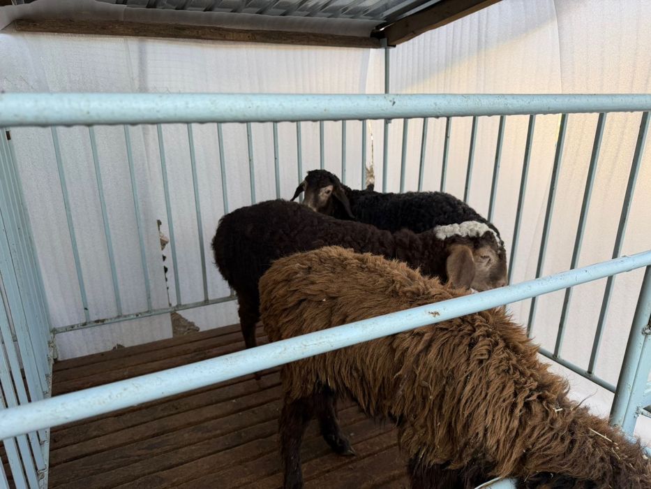 Продаётся бараны