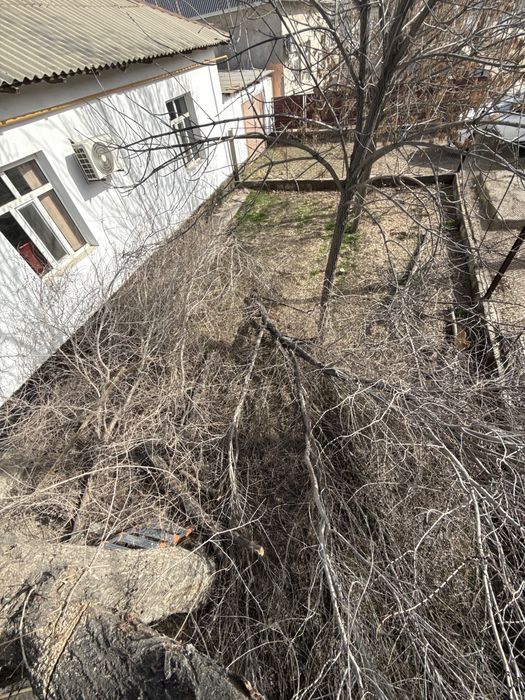 Қара ағаш бар отынға тегін