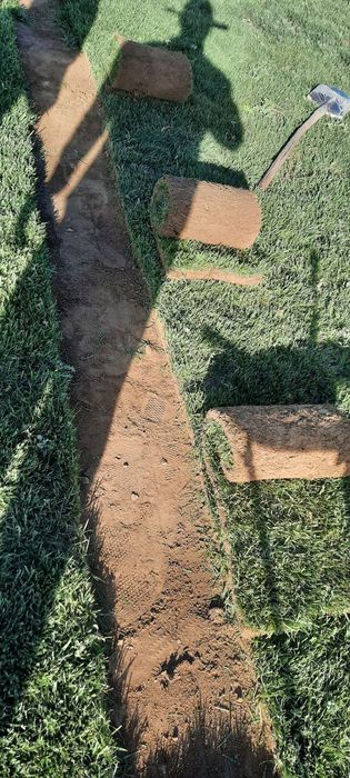 Gazon Tayori chim bor