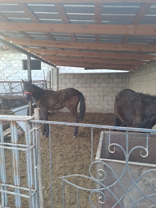 Тай сатам жабағы.