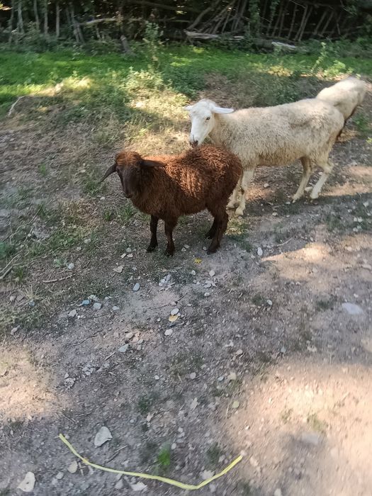Продам ягнят козылар сатам