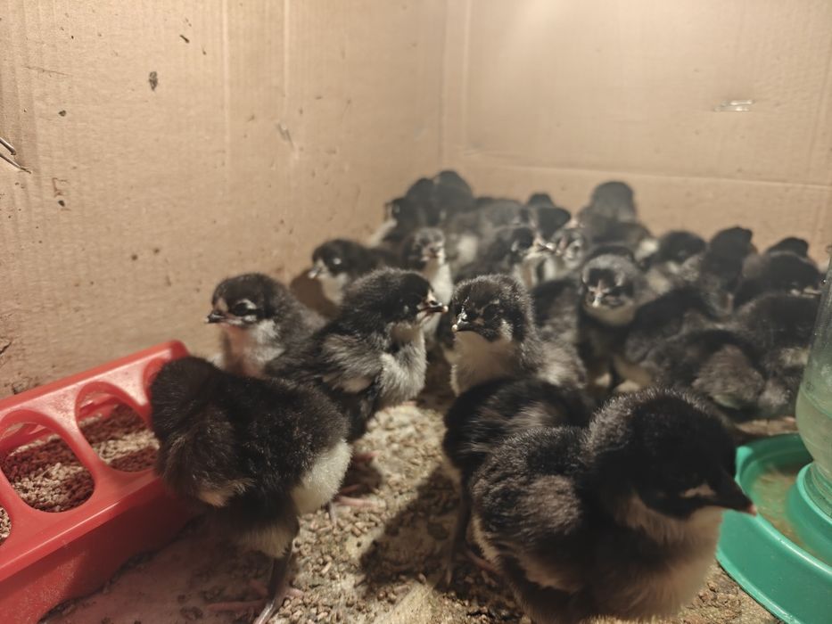 Черный австралорп балапаны