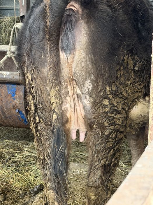 Сиыр құнажын сүтті корова