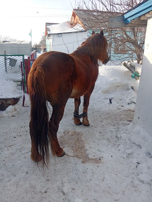 Продам жеребца косячный