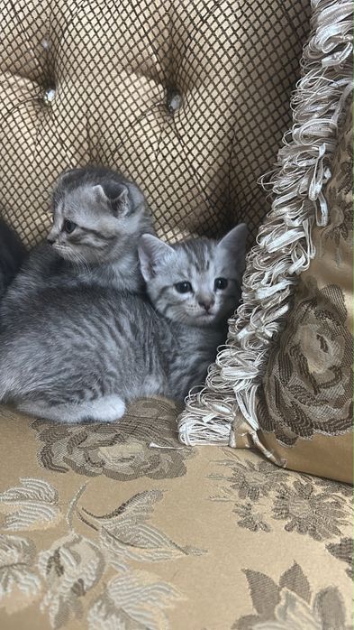 Продаются котята