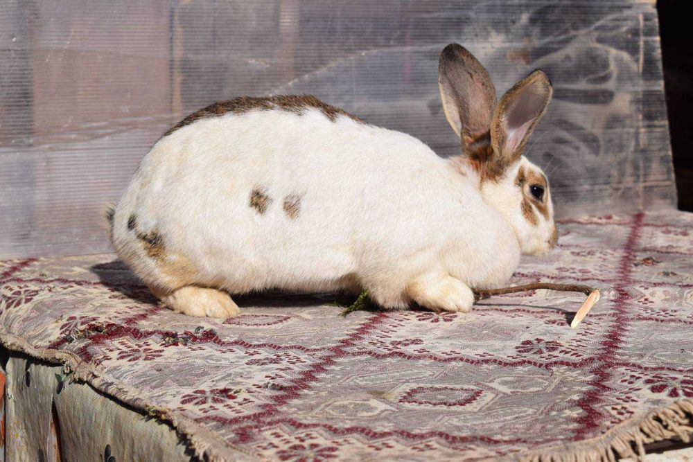 Продавам мъжки и женски зайци за разплод