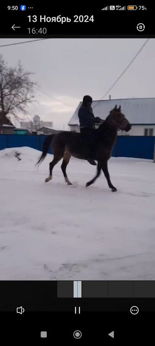 Продам Ахылтыкинского коня