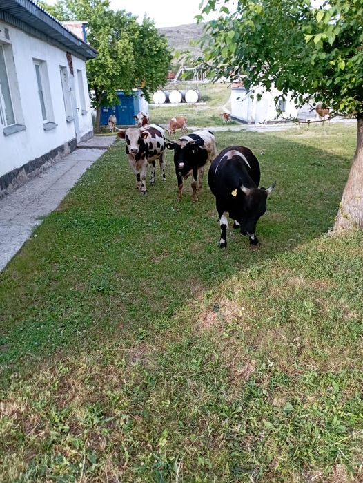 Продам двух коров