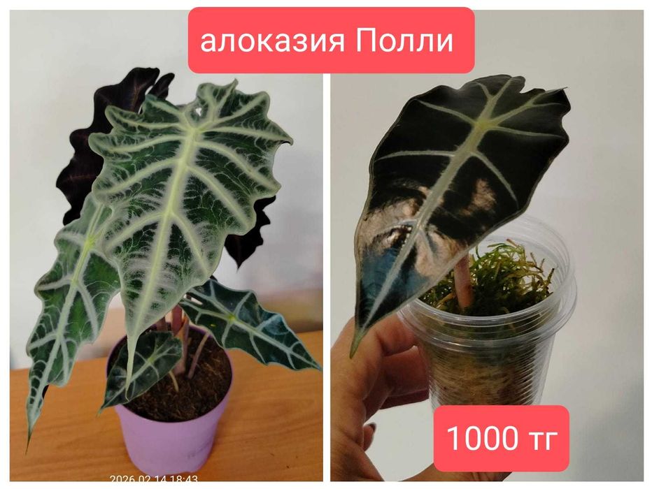 продам комнатные растения