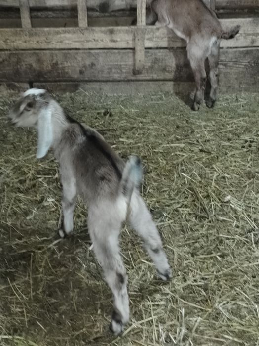 Vând capră agl nubiana cu ed și pedigri