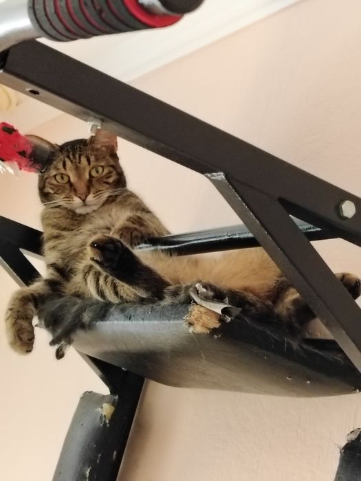 Пропал домашний кот