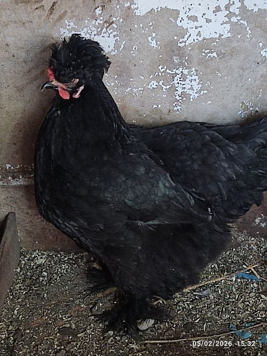 Vând ouă de conciate