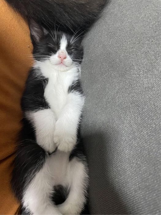 Котенок мальчик отдается в добрые руки