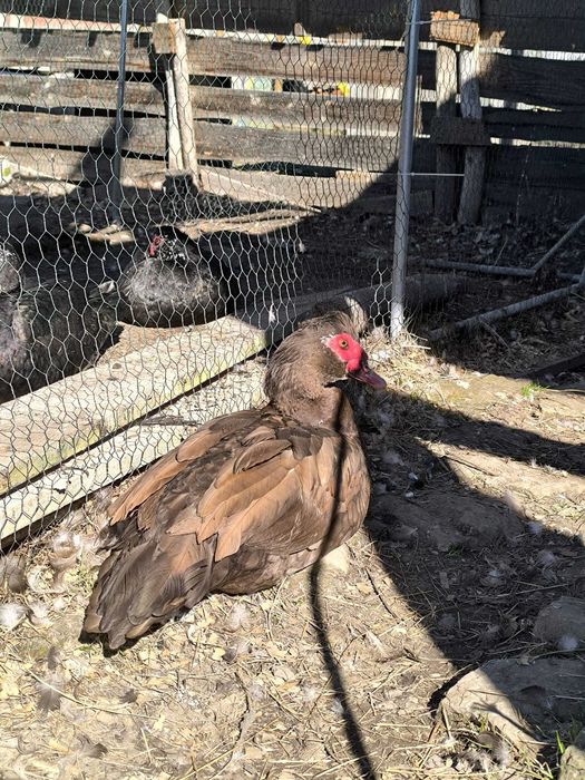 rate de vanzare rasa mute, lesesti