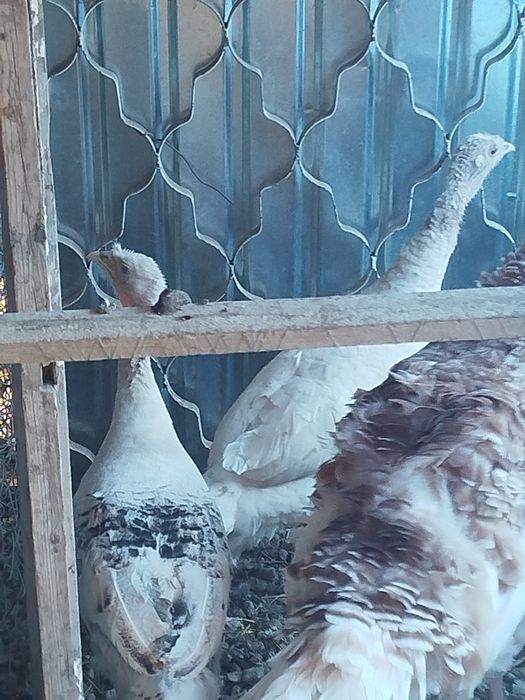 Продам семейку индюков