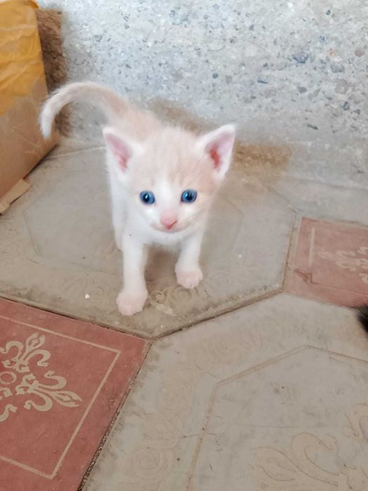 Котята в добрые руки (все мальчики)