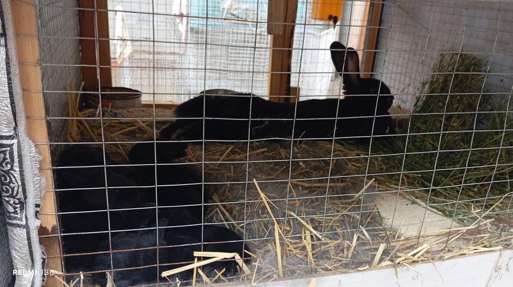 Strakach quyonlarimiz sotiladi