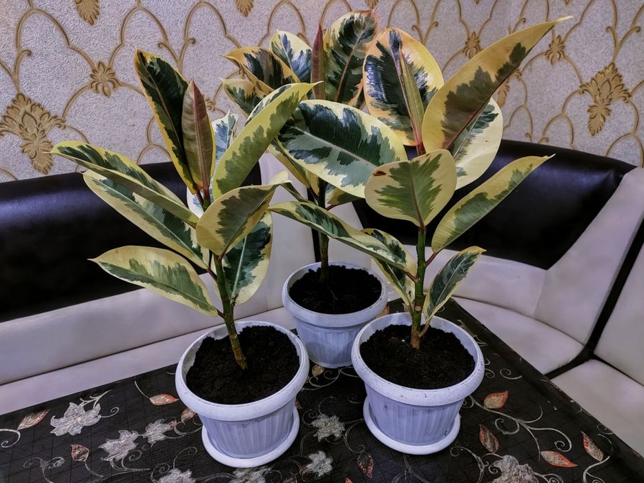 Комнатные растения.). Доставка