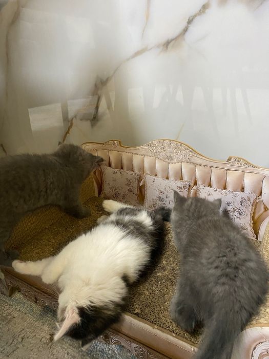 Отдам котят в хорошие руки