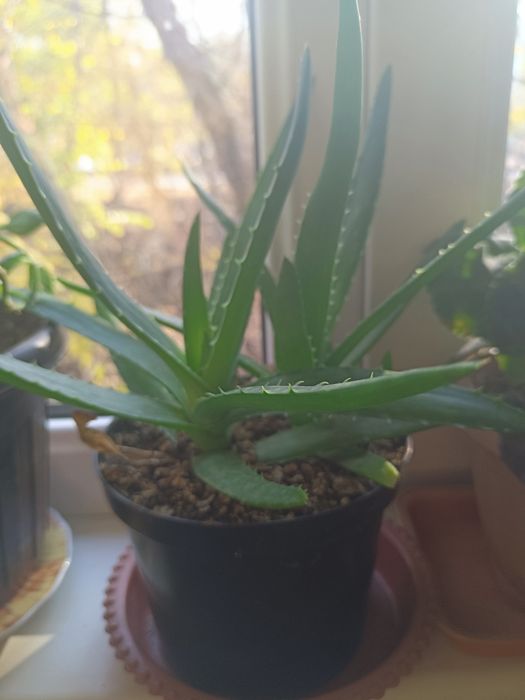 Продам комнатные красивые цветы