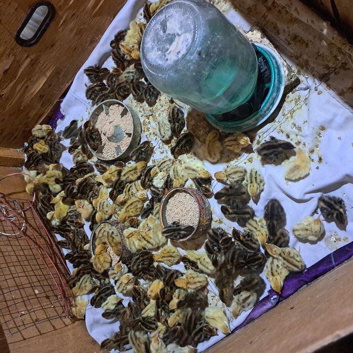 Бөдене балапандар сатылады 170 тг