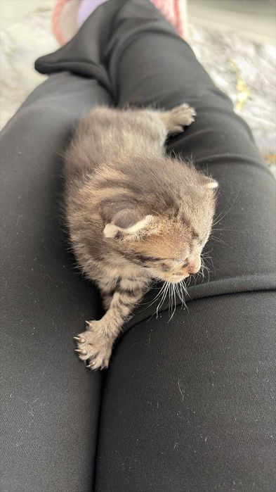 Ofer spre adopție 6pui  de pisica