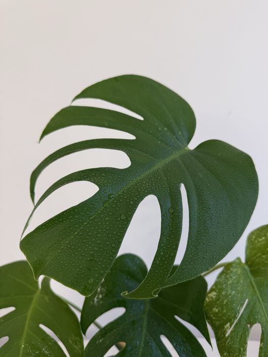 Продам монстеру тайское созвездие