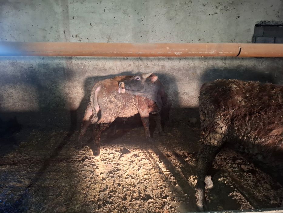 Бұқашықтар сатылады