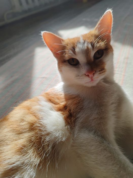 Отдам кота даром бесплатно
