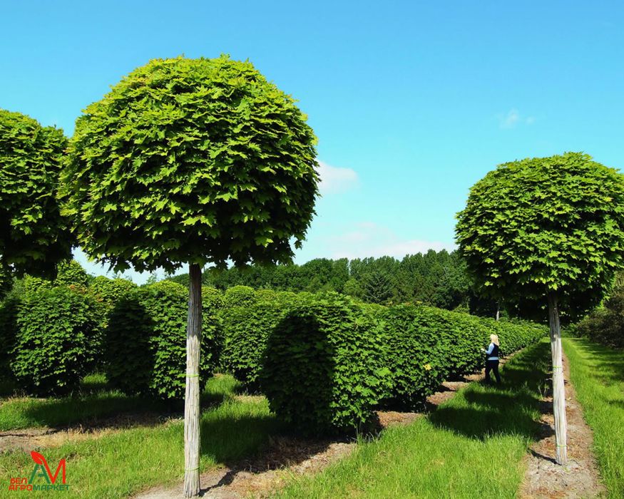 Газон уриш хизмати арча ва шамшот изгиридларга шакил бериш